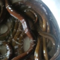鳝鱼