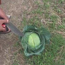 甘蓝包菜