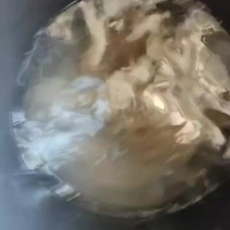 甲鱼