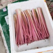 睡莲梗，食用优质一级