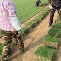 马尼拉草坪