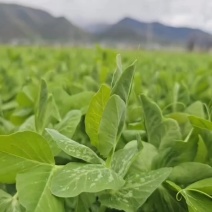 豌豆尖豌豆苗靓货现采摘现发货一手货源