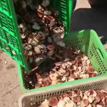 云南高山培育小香菇鲜菇