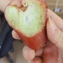 黑金刚莲雾每天采摘发货，欢迎光临！
