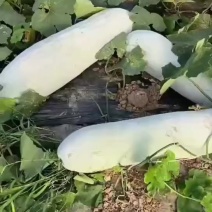 芜湖三山白冬瓜已上市