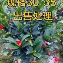 山茶花