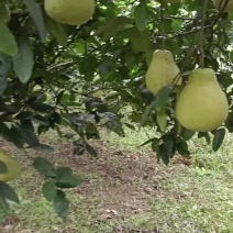 我要卖合江真龙柚