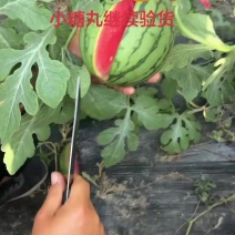 小糖丸手拨吊瓜产地直发质量三包服务全国发货