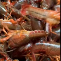 小龙虾