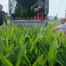 海南槟榔苗