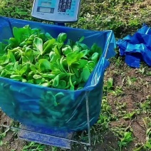 精品大叶茼蒿菜产地直发