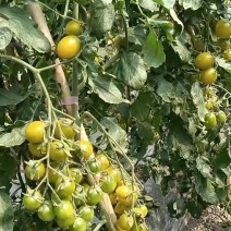 青色小番茄