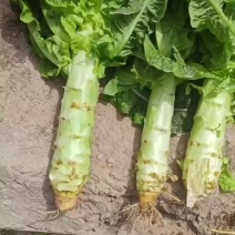 兰州高原夏菜质量好颜色正产地直发