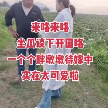 看这满身白霜的大冬瓜。胖墩墩的太可爱了