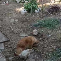 新西兰肉兔