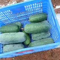 翡翠小冬瓜