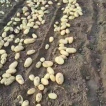 沃土5号土豆大量上市产地直发量大从优欢迎来电