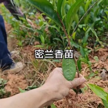 潮州凤凰单枞茶苗系列