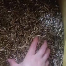 油炸小公鱼