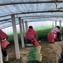 果蔬辣椒韭菜等