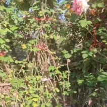 藤本月季，基地直发，量大从优！全国发货诚信经营欢迎致电