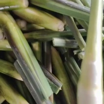 茭白高山冷水茭口感佳每日现采