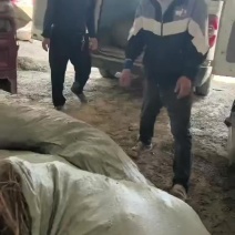 川姐紫穗槐裸根精品苗装车中，