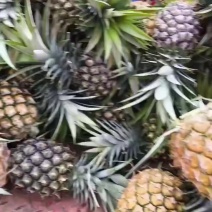 又大又甜的凤梨