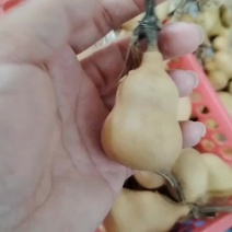 小美国葫芦
