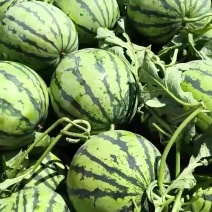 麒麟西瓜头茬