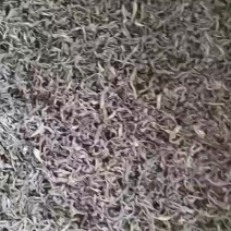 武夷山生态高山云雾茶
