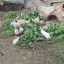 新西兰肉兔，有兴趣私聊或者加ttyysdp223