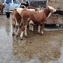 西门达尔牛繁殖母牛繁殖公牛都有啊繁殖架子牛
