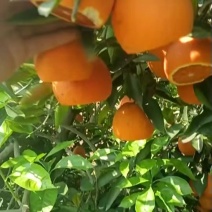 血橙