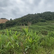 土地出租