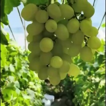 河北饶阳维多利亚葡萄自家果园量大优惠视频看货欢迎