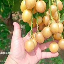 广东省高州市鸡心黄皮火热上市，一件代发，奶茶店供应链有量
