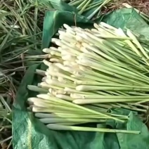 香茅草