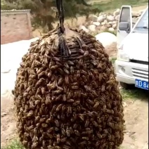 出售中华蜂群，蜂群强势，产卵优质，抗病能力强。