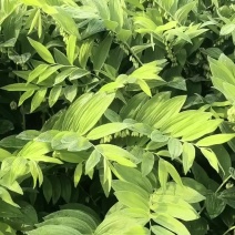 大叶猪屎尾鲜鲜货