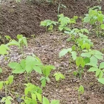 三叶青果苗（块茎苗）