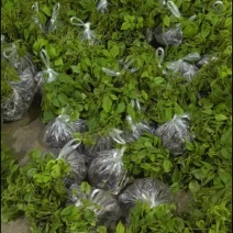 三叶青果苗（块茎苗）