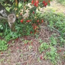 广东农产品，水果类，高山茶