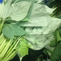 广东红薯叶