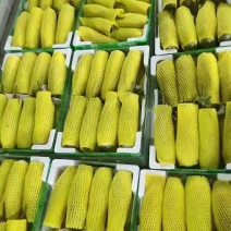 红瓜大量上市