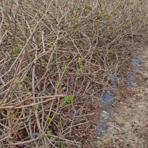 永顺莓茶