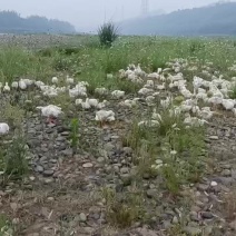 宜宾市叙州区