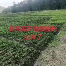 何首乌苗