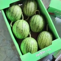 成都口口脆早纯红玉