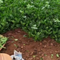 精品通货大量上市
